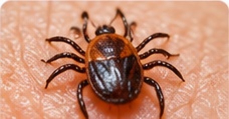 Dog Tick Control