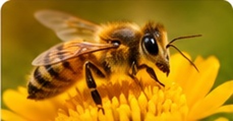Honey Bee Control